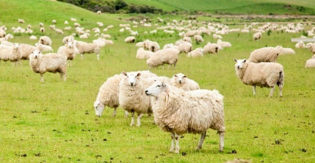 Comment bien entretenir une tondeuse électrique pour ovins ?